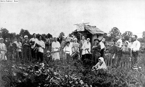 Vege patch